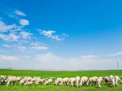 畜牧養殖業的春天來了，再也不用擔心牲畜走丟了